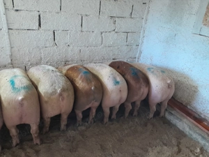 Porci de vânzare mai multe detalii la telefon  - imagine 2