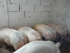 Porci de vânzare mai multe detalii la telefon  - imagine 4