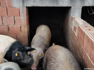 Porci de vânzare  - imagine 2