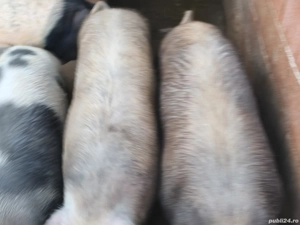 Porci de vânzare  - imagine 4