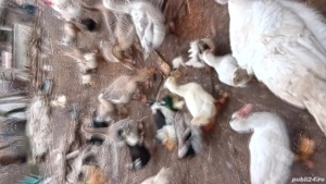 de vânzare  - imagine 2