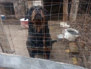 Vând pui Rottwieller - imagine 3