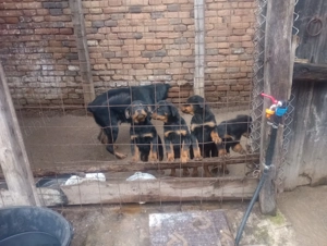 Vând pui Rottwieller