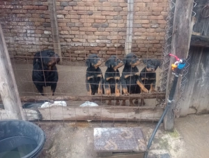 Vând pui Rottwieller - imagine 2