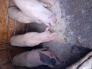 grasuni intre 50-70 kg - imagine 2