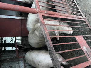 Vand porci de carne 130-150 de km landras crescuți în gospodărie proprie, pret negociabil! - imagine 4