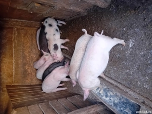 purcei 9 săptămânii 