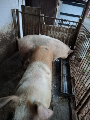 Vând porc rasa de carne 