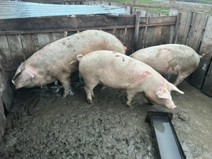 Vând porci grași de 120-160 kg