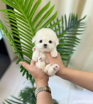 Bichon alb mini toy transport gratuit