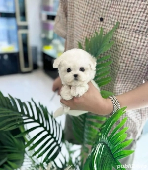 Bichon alb mini toy transport gratuit - imagine 2