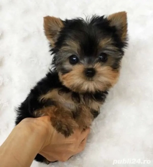 Yorkshire terrier talie mica - imagine 2