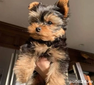 Yorkshire terrier talie mica - imagine 3