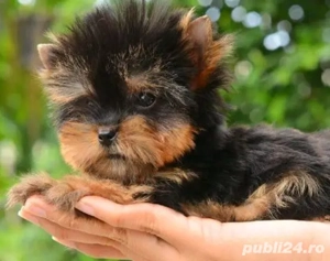 Yorkshire terrier talie mica