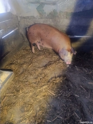 Porc gras  - imagine 3