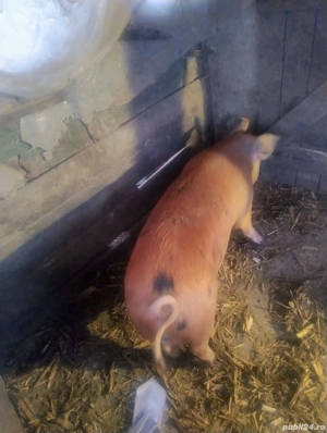 Porc gras  - imagine 2