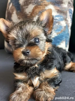 Yorkshire terrier talie mica