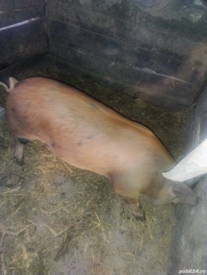 Porc gras  - imagine 4