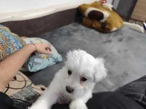 Bichon Maltez 8saptamani , băiețel cu toate vaccinurilor făcute ,  foarte jucăuș  - imagine 3