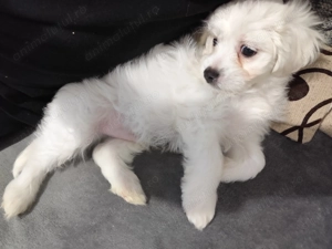 Bichon Maltez 8saptamani , băiețel cu toate vaccinurilor făcute ,  foarte jucăuș  - imagine 2