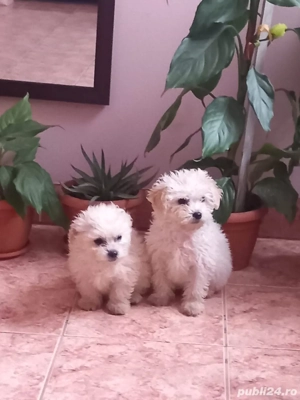 Bichoni maltezi - 2 băieți