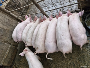 Purcei pic,greutate 25-30kg!