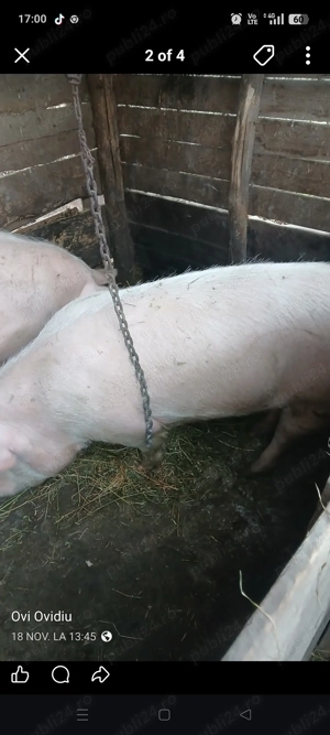 De vânzare porc de tăiat  - imagine 2