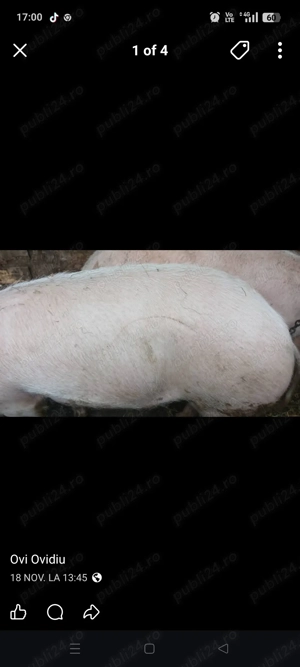 De vânzare porc de tăiat  - imagine 3