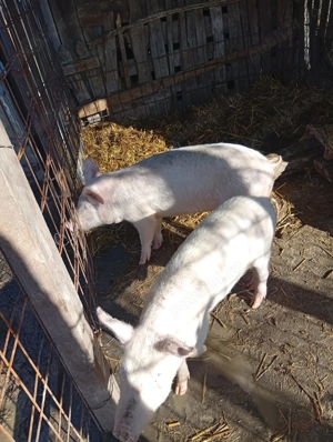 Purcel și purcica de vînzare împreună sau separat 