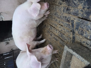 Vând porci crescuți bio