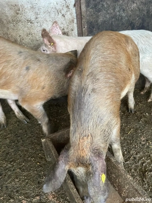 vand porci  - imagine 4