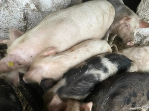 vand porci  - imagine 2