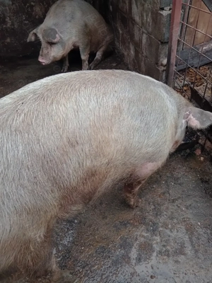 Vind porc  pietrean - imagine 2