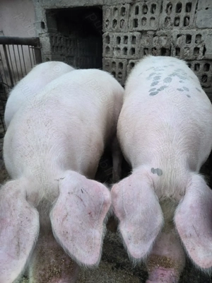 Vând porci crescuți bio - imagine 6