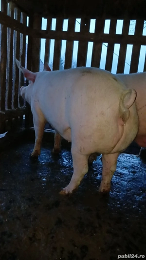 De vânzare porc - imagine 2