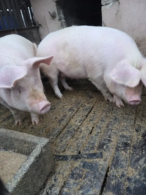 Vând porci crescuți bio - imagine 2