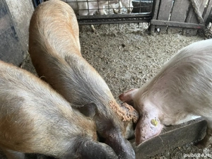 vand porci  - imagine 5