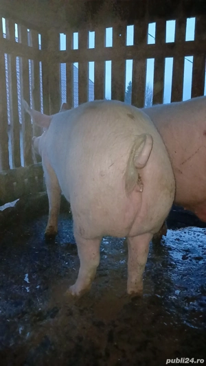 De vânzare porc - imagine 5