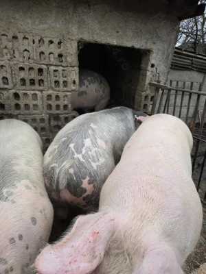 Vând porci crescuți bio - imagine 5