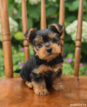 Yorkshire terrier talie mica - imagine 3