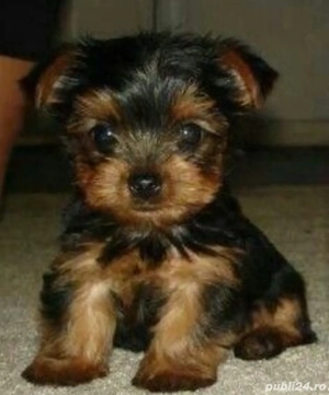 Yorkshire terrier talie mica - imagine 2