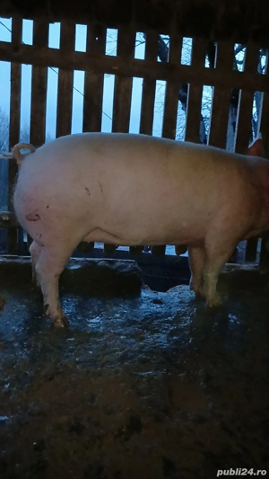 De vânzare porc - imagine 4