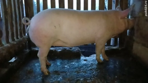 De vânzare porc - imagine 3