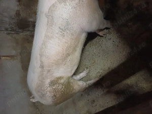 Porci de  vnzare 