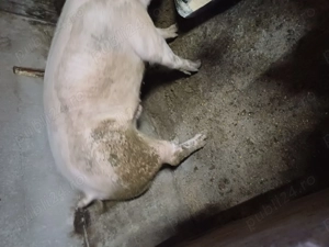 Porci de  vnzare  - imagine 2