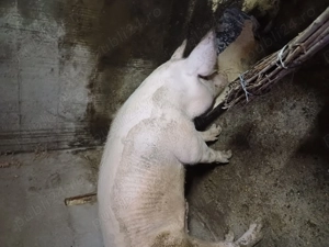 Porci de  vnzare  - imagine 4