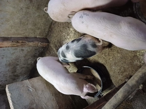 Porci de  vnzare  - imagine 3