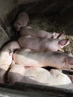  Porci    150 kg    Comuna Cuza Vodă - imagine 2