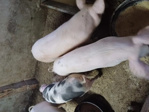 Porci de  vnzare  - imagine 7