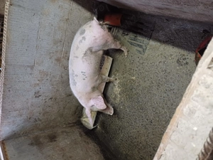 Porci de  vnzare  - imagine 13